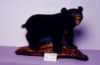 臺灣黑熊藏品圖，第3張